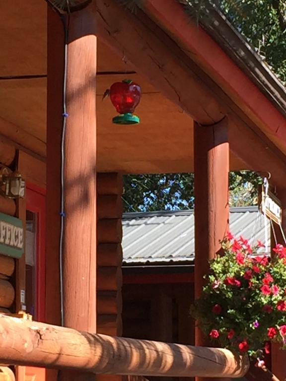 Teton Valley Cabins دريغس المظهر الخارجي الصورة